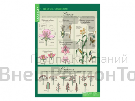 Набор таблиц "Биология 6 класс. Растения, грибы, лишайники" 14 шт..