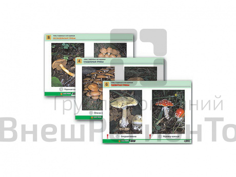 Комплект раздаточных таблиц "Грибы съедобные и несъедобные", А4, 8 шт.