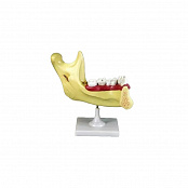 Модель "Челюсть разборная"