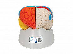 Нейро-анатомическая модель мозга, 8 частей