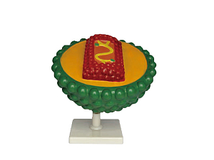 Модель вируса СПИДа 26 см