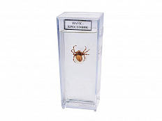 Влажный препарат Паук