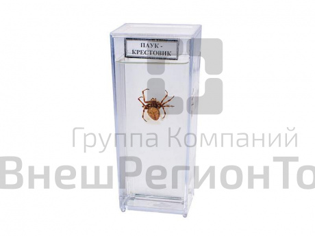 Влажный препарат Паук.