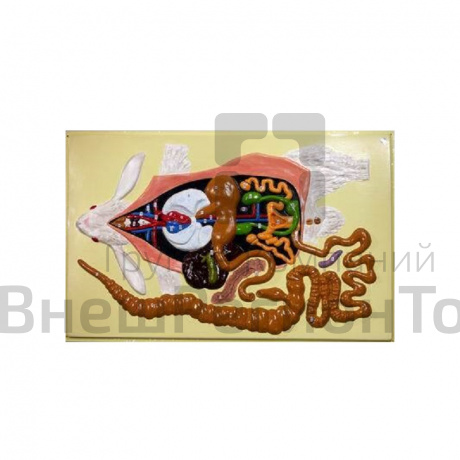 Модель барельефная "Внутреннее строение кролика".