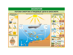 Таблица «Потоки энергии и пищевые цепи» 70×100 см