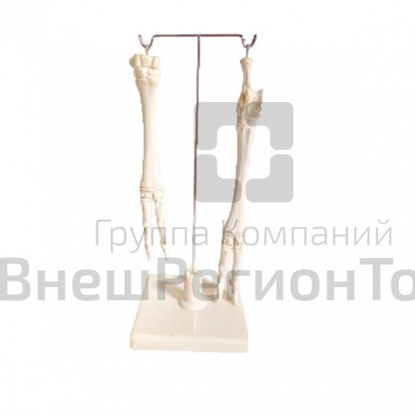 Скелет конечности овцы (передняя и задняя) на подставке.
