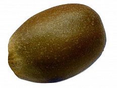 Муляж Киви