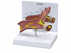 Модель артерии