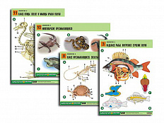 Таблицы по биологии Зоология-2 16 шт.