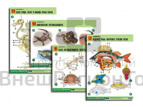 Таблицы по биологии Зоология-2 16 шт..