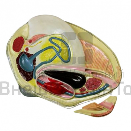 Модель "Беззубка" (двустворчатый моллюск)	.