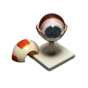 Разборная модель «Глаз человека» лабораторная