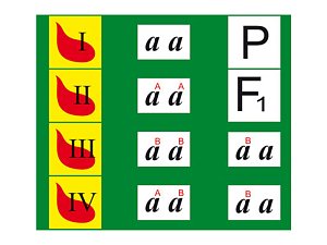 Модель-аппликация «Генетика групп крови» — 24 карты