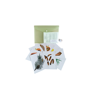 Комплект ботанических аппликаций — 7 моделей