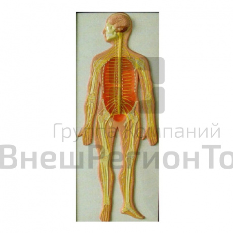 Модель барельефная "Нервная система человека".