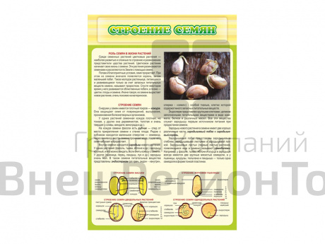 Стенд Строение семян.