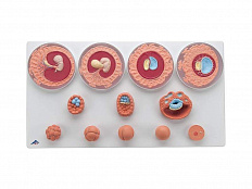 Модель эмбрионального развития, 12 стадий