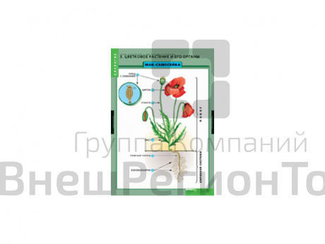 Таблицы" Общее знакомство с цветковыми растениями" 6 шт..