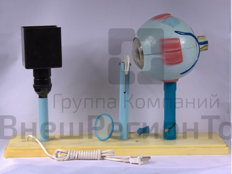 Прибор для демонстрации действия глаза (модель зрения).