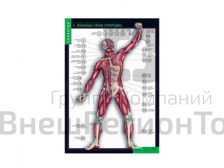 Таблицы демонстрационные "Строение тела человека".
