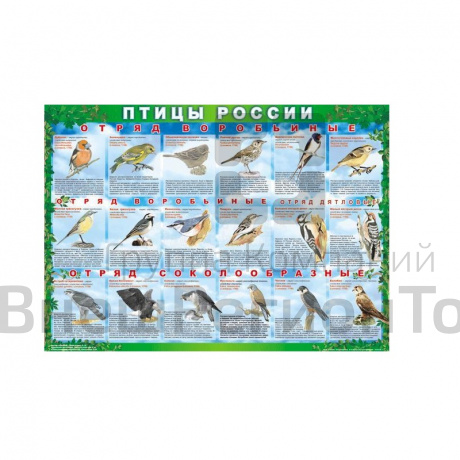 Комплект таблиц Птицы России 4 листа 70х100 винил.