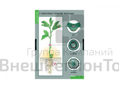 Набор таблиц "Вещества растений. Клеточное строение" 12 шт..