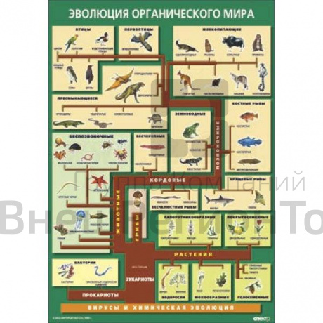 Таблица Эволюция органического мира 70х100 винил.