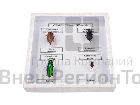 Коллекция "Семейства жуков".