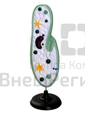 Модель инфузории-туфельки.