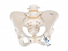 Модель скелета женского таза