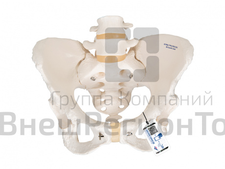 Модель скелета женского таза.