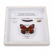 Коллекция энтомологическая "Развитие насекомых с полным превращением"