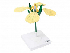 Модель цветка горчицы полевой