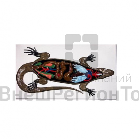 Модель барельефная "Внутреннее строение ящерицы".