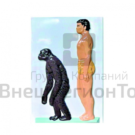 Модель барельефная "Человек и шимпанзе".