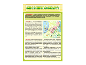 Стенд Биосинтез белка