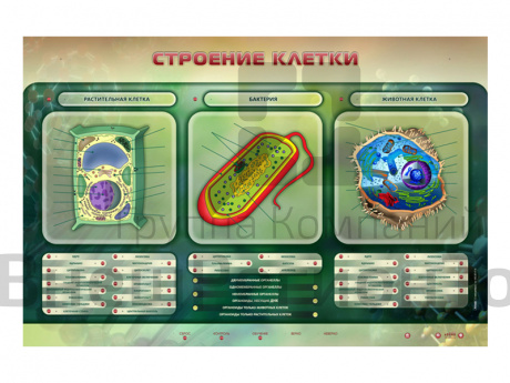 Электрифицированный стенд "Строение клетки".