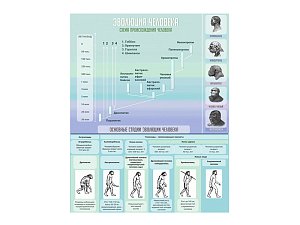 Стенд Эволюция человека, 80х100 см