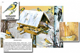 Магнитный плакат-аппликация Биоразнообразие и экологические группы. Птицы зимой
