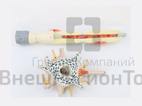 Модель "Нейрон человека".