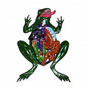 Модель барельефная "Внутреннее строение лягушки"