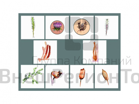 Модель "Размножение мха".