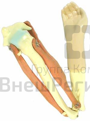 Модель локтевого сустава подвижная.