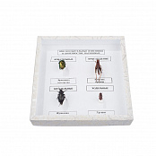 Коллекция энтомологическая "Приспособительные изменения в конечностях насекомых"