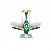 Модель "Цветок яблони"