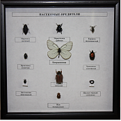 Коллекция энтомологическая "Насекомые вредители"