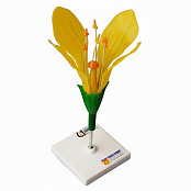 Модель цветка капусты