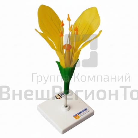 Модель цветка капусты.