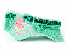 Модель Строение листа