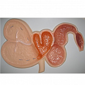 Модель барельефная "Желудок жвачного животного"